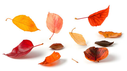 Obraz premium Falling Autumn Leaves White Background