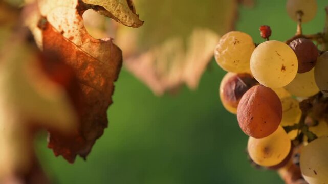 Noble rot of white wine grape, botrytised grapes in sunshine, Sauternes, France. High quality video 4K