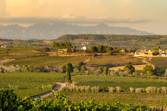 A picturesque vineyard landscape at sunset showcasing rows of grapevines with a backdrop of majestic mountains under a golden sky, perfect for nature lovers in Penedes Spain