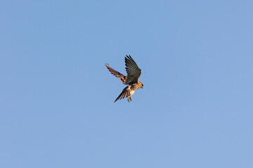 Close up of female kestrel in shaking flight, wings and tail fanned out to maximum in blue sky