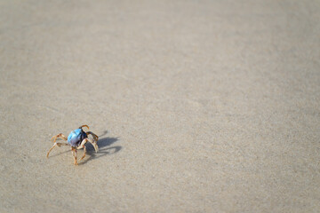Soldier crab, Mictyris longicarpus, isolated blue crustacean, sandy beach, background copy space texture, nature natural ocean outdoor, Queensland Australia