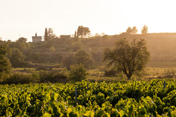 A serene vineyard captured during golden hour with soft sunlight, focusing on an imposing tree, illustrating the blend of nature and evening tranquility in Penedes Spain