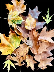autumn leaves background