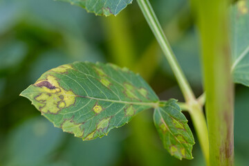 Dahlia plant suffering from a disease. Leaf close up. Dahlia plant diseased foliage.