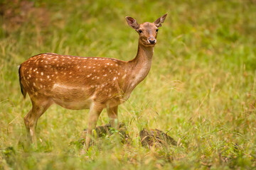 Female Fallow Deer, Dama dama, grazing on autumn colored meadow. Wildlife scene in Europe.