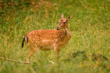 Female Fallow Deer, Dama dama, grazing on autumn colored meadow. Wildlife scene in Europe.