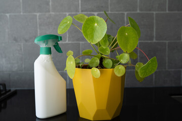 A plant with unhealthy leaves is standing on the table next to a treatment solution for affected areas.