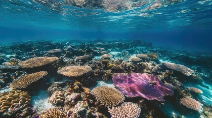 Fototapeta premium A vibrant coral reef teeming with life. Plenty of room for copy in the surrounding clear water.