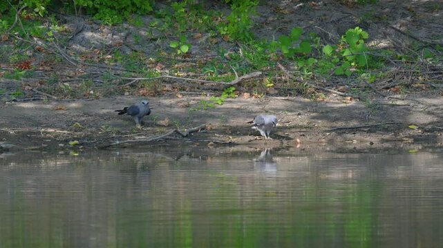 Mississippi kite!