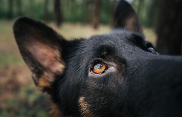 Close-up of a German Shepherd looking attentively during a training session in nature