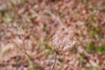 Delicate Beauty of Nature's Withering Flora in Autumn Glade