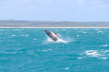 Naklejka premium Humpback whale breaching, K'gari Fraser Island, Hervey Bay, Queensland Australia, tourism travel destination