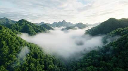 Misty mountain landscape with lush green forests