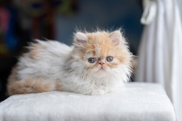 Little cat lying in home