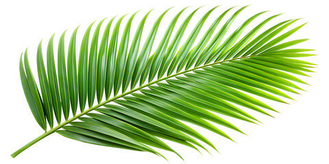 Obraz premium Tropical green palm leaf on isolated white background