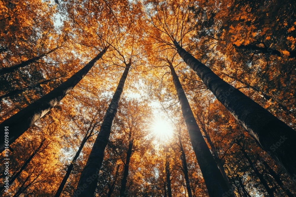Poster tall trees with orange leaves reach towards a clear sky as golden sunlight filters through, creating