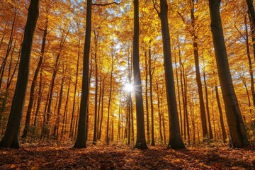 Obraz premium A captivating forest scene where tall trees are adorned in autumn's golden hues as sunlight beams through, embodying the peaceful transition of seasons and beauty.