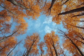 Vibrant autumn trees create a natural circle, providing an awe-inspiring and serene upward view set against a crisp blue sky, symbolizing unity and harmony in nature.