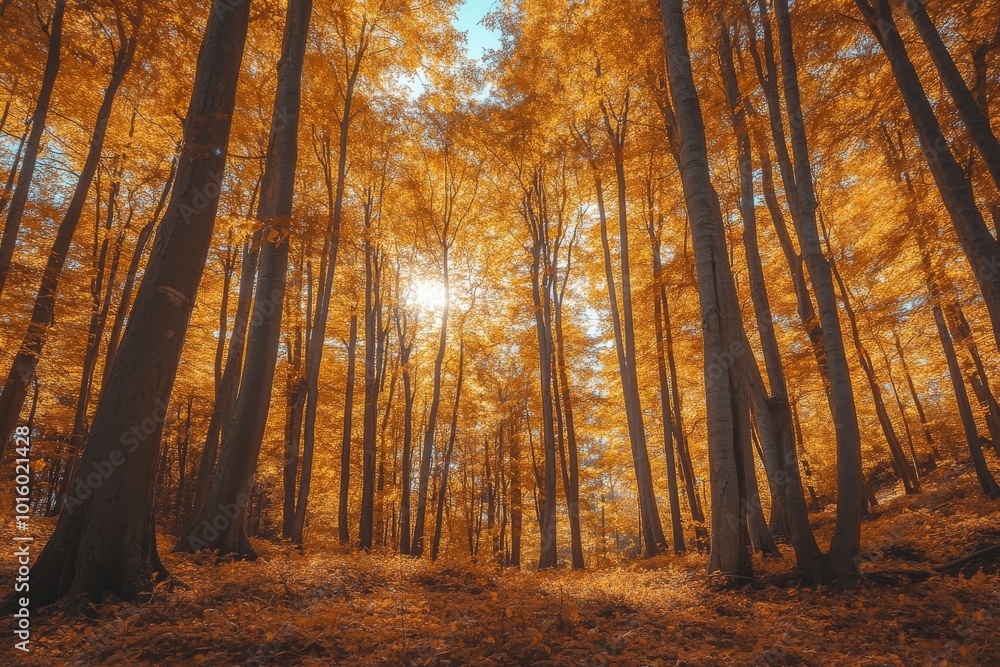 Poster enchanting forest view with sunlight shining through tall trees and amber leaves, that creates a war