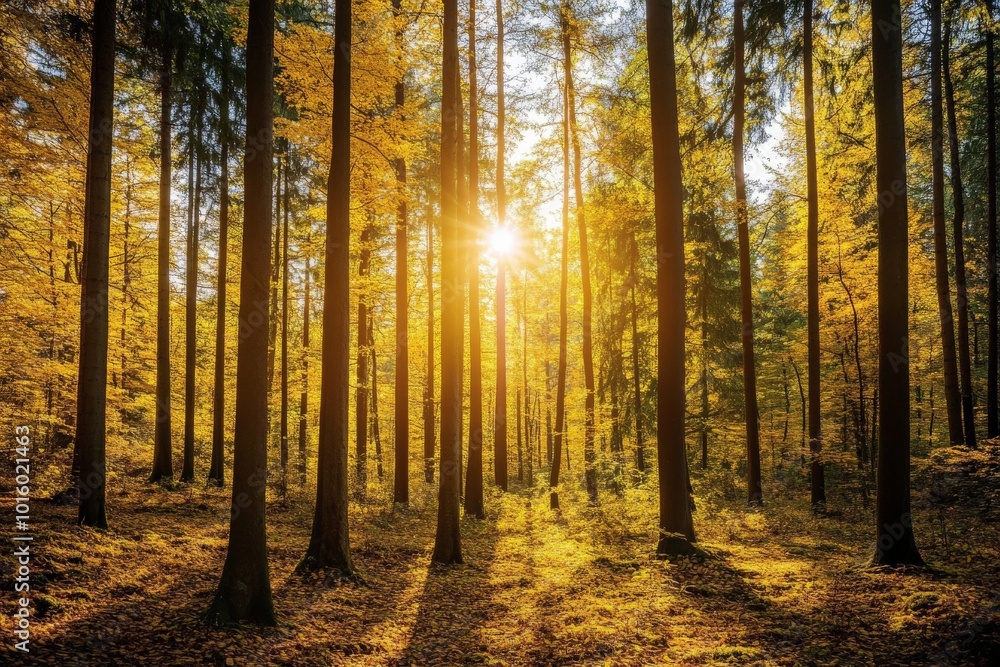 Poster a captivating forest view with sunlight streaming through vertical trees, casting radiant golden hue