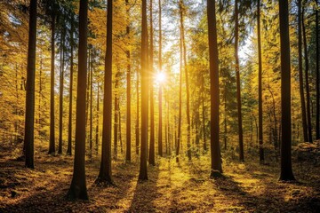 Obraz premium A captivating forest view with sunlight streaming through vertical trees, casting radiant golden hues and a warm comforting glow on the autumnal landscape below.
