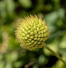 Close-up with Alpine Scabious ( Cephalaria alpina ) flower cone. 