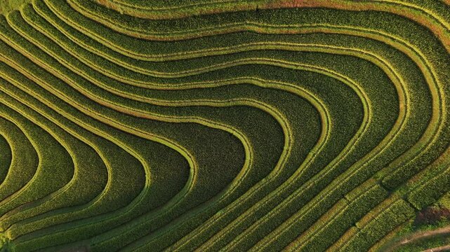 Aerial view of Mu Cang Chai rice filed in Vietnam.