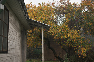 apple trees orchard in autumn