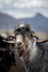 close-up and front view vertical portrait of a male goat with gray fur with blurred background.