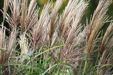 Deciduous ornamental grass, Miscanthus sinensus in garden.