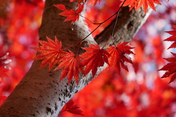 宝達山の紅葉