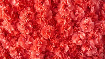 Fototapeta premium Elegant wall of bright red flower blooms arranged in intricate layers of carnation petals forming a stunning floral background