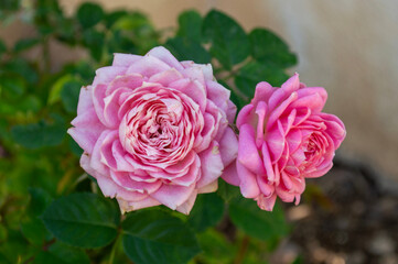 Dos rosas de color rosa