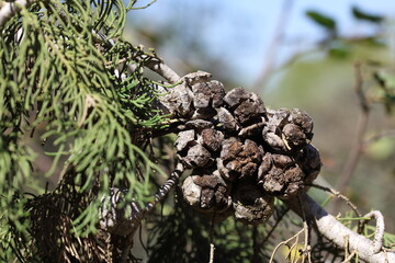 seed pods and leaves of cupressus sempervirens