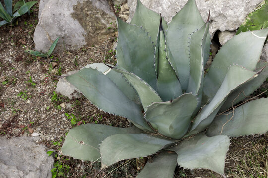 large agave cacti in wildlife - Image