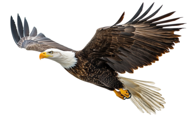 Majestic bald eagle in flight with outstretched wings, isolated on transparent cutout background