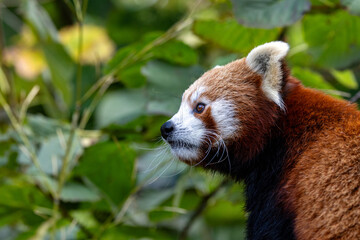 Fototapeta premium Red panda, also known as the lesser panda, firefox or cat-bear, with foliage background and space for text. This creature is indigenous to the Himalayas and China.