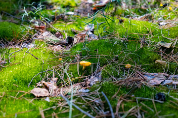 Close-up of small yellow mushrooms growing among green moss and pine needles on a forest floor. Nature photography showcasing autumn season and forest ecosystem