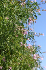 flowers and seed pods of Podranea ricasoliana 	
