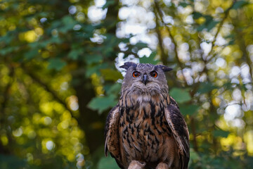 Large Eurasian eagle-owl