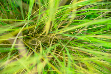 Overhead view of long wet grass
