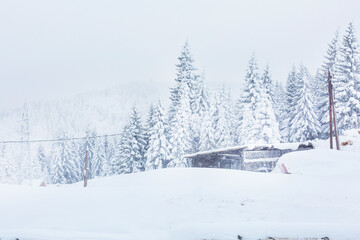 Snow covered trees, rural winter background
