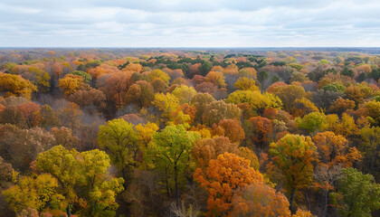 Aerial view of beautiful forest on autumn day