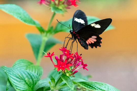 Iphidamas cattleheart also known as Transandean cattleheart, Parides iphidamas Butterfly