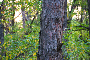 Pine tree trunk in the coniferous forest growing in countryside on a sunny summer day. Close up photo. Green grass background.