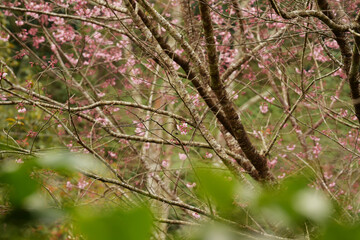 Phaya suae flower or sakura flower in Thailand