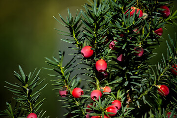 Close-up image of common yew berries on lush green needles, highlighting natural beauty