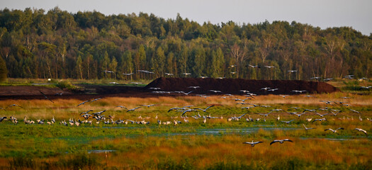 Rastende Kraniche (Grus grus) im Großen Moor, Diepholzer Moorniederung, Deutschland © bennytrapp