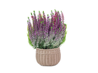 heather isolated on white background