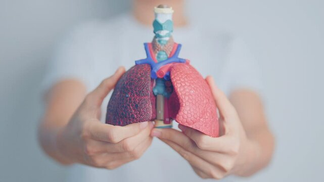 Doctor with Smoker and normal Lung anatomy for Disease. Lung Cancer, Asthma, Chronic Obstructive Pulmonary or COPD, Bronchitis, Emphysema, Cystic Fibrosis, Bronchiectasis, Pneumonia and world Lung day